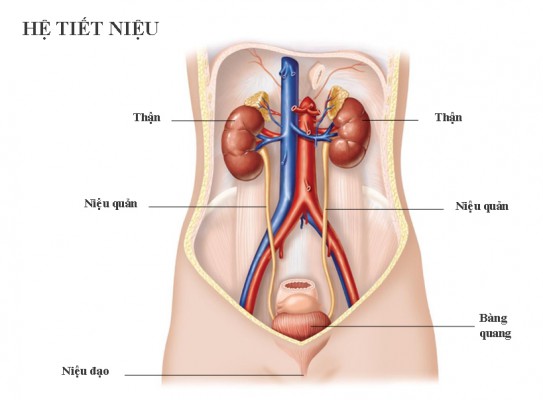 Triệu chứng viêm ở niệu đạo: đau sưng đỏ là bệnh gì? Cách điều trị hiệu quả